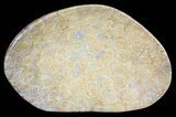Polished Fossil Coral (Actinocyathus) Dish - Morocco #53774-1